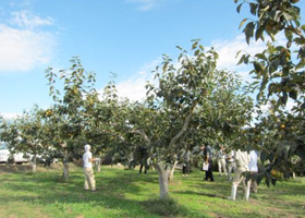 現地調査の様子