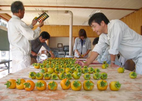 標高別に果実の品質調査を行って、成熟状況を確かめています。